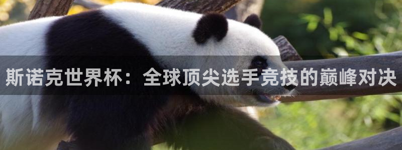 世界杯赛程表2026：斯诺克世界杯：全球顶尖选手竞技的巅峰对决