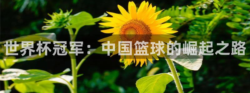 2026世界杯倒计时：世界杯冠军：中国篮球的崛起之路